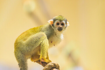 A Guianan squirrel monkey sitting on a branch - 762172039