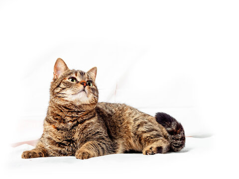 Cute light brown color fur tabby cat on white background. Cute pet studio shot. Model with slim body and precious fur. Pet care.