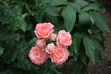 7 pink flowers of roses in mid June