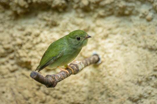 A Blue backed Manakin sitting on a branch
