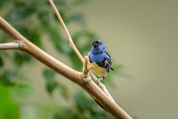 A Turquoise Tanager sitting on a branch - 762172864
