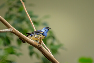 A Turquoise Tanager sitting on a branch - 762173015