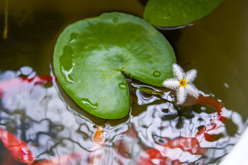 Calla lily flowers and koi carp blooming in a traditional fish tank