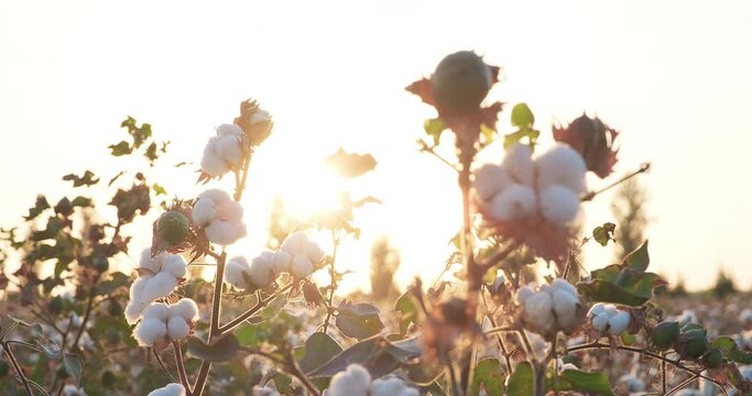 Close-up cotton bushes at sunset. Cotton bolls. Cotton harvest. Ready to harvest cotton bushes. Agriculture concept
