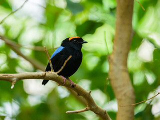 A Blue backed Manakin sitting on a branch - 762173269