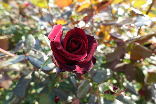 Carmine red flower of one rose in mid October
