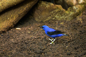 A Purple Honeycreeper walking on the ground - 762173411