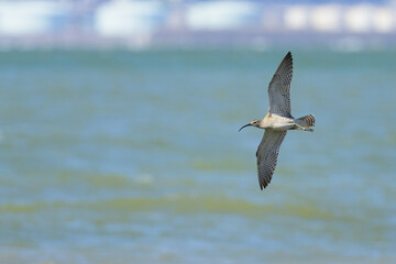 A Whimbrel in flight on a sunny day - 762173430