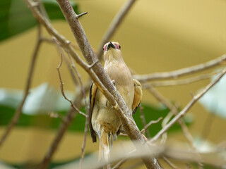 A blue naped Mousebird sitting on a branch - 762173697