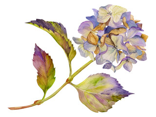 Hand drawn watercolor illustration shabby boho botanical flowers leaves. Hydrangea hortensia purple withered inflorescence stems. Composition isolated on white background. Design wedding, love cards