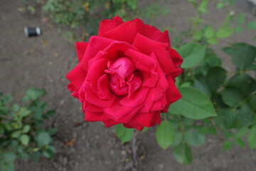 Closeup of one red flower of rose in mid July