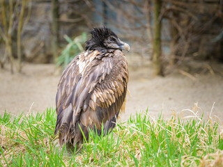 Portrait of a young Bearded Vulture in a zoo - 762174028