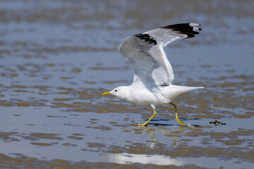 A Mew gull on a beach on a sunny day - 762174204