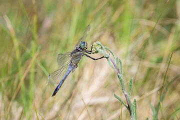 A black tailed skimmer resting on a plant - 762174280