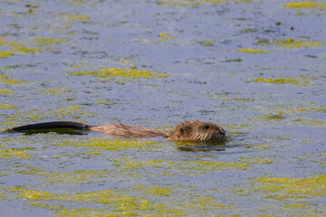 A muskrat swimming in dirty water - 762174401