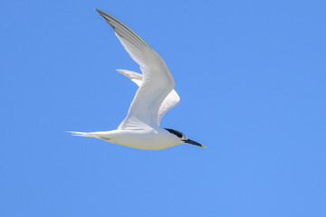 A sandwich tern in flight blue sky - 762174629