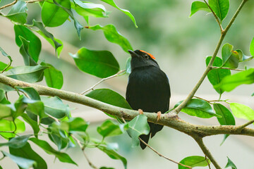 A Blue backed Manakin sitting on a branch - 762174899