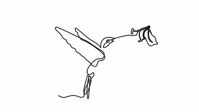 Self drawing animation with one continuous line draw, abstract Hummingbird Drinks nectar from a Flower

