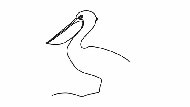Self drawing animation with one continuous line draw, abstract Pelican
