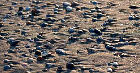 Panorama background with shells (Bivalve molluscs or Cockles) covered with wet sand on the beach of an North Sea island in National Park “Wattenmeer“, Germany. Sunlit current and erosion structures.