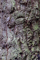 An extreme close-up captures the complex texture of a tree bark in Scotland, adorned with moss and lichen, presenting a mesmerizing natural pattern perfect for a detailed background