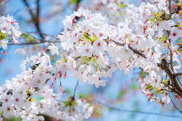 Branch of Japanese cherry with blossom.Nature concept backgrpund.