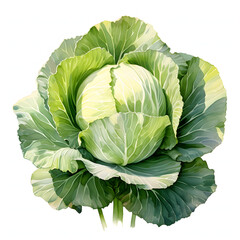 Fototapeta premium Cabbage, Garden Flower Bed, vegetable, Hsiang Ron Cheng/painting style, watercolor illustration, single object, white background for removing background.