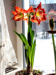 Amaryllis buds are blooming in a pot on the windowsill - 762180405