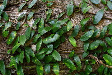 Plants spread up the tree trunk