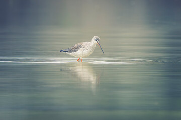 Dreamy image of a spotted redshank (Tringa erythropus), small wader looking for food inside a lagoon. Nature reserve of the Isonzo river mouth, Isola della Cona, Friuli Venezia Giulia, Italy.