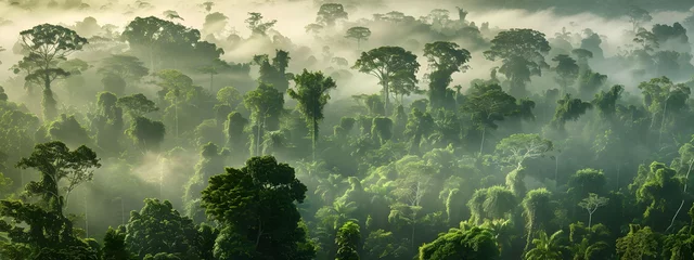 Keuken spatwand met foto Panoramic view of misty rainforest trees with fog and rays, showcasing the natural beauty of a lush tropical rainforest canopy. Drone view with copy space. © jex