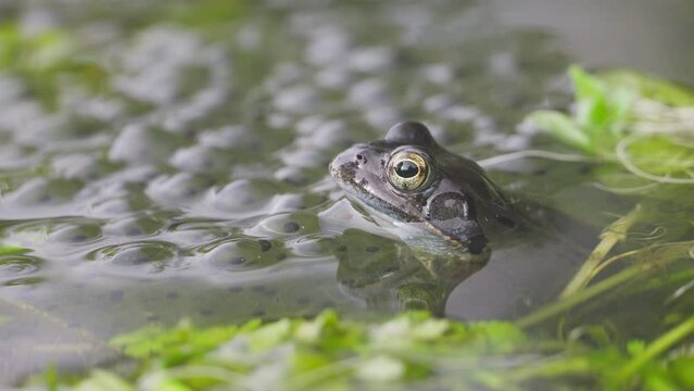 Closeup of a grayish common frog sitting between a lot of frog spawn also known as the European common frog. Rana temporaria. Steady shot.