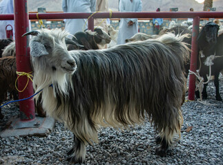 Goat ready for sale at the Friday animal market, Nizwa, Oman