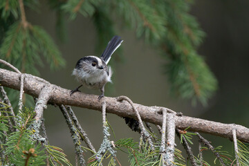 A Long Tailed Tit