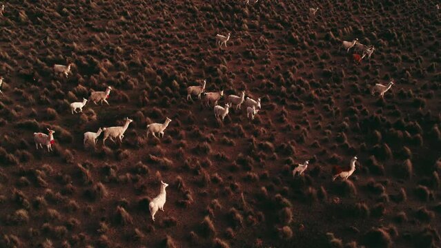 Aerial view of Alpaca Herd in Sajama Bolivia