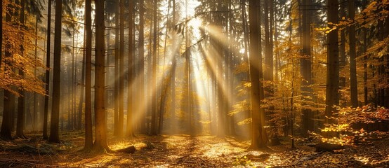 In the autumn forest, sunlight shines through tall trees and forms rays of light on the ground.