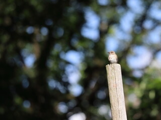 small bird on the fence