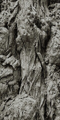 Tree bark. Rough tree bark texture. Vector illustration