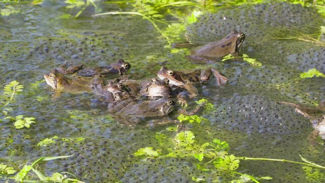 Bunch of common frogs, busy to get their spawn in the pond, grayish males and a few brownish females, also known as the European common frog, Rana temporaria,. Steady shot.
