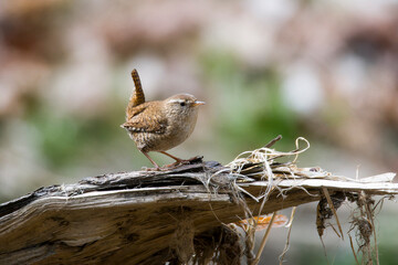Singendes Zaunkönig Männchen ( Troglodytes troglodytes ) beim Nestbau
