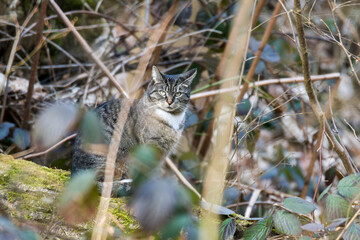 Wildernde Hauskatze im Wald	