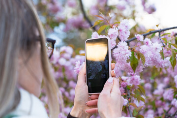 Woman taking a picture with her phone of a Japanese cherry blossoming with pink flowers in the park