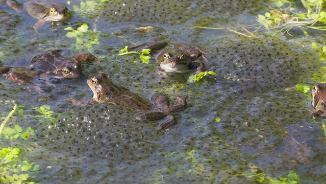 Common frogs, busy to get their spawn in the pond, Rana temporaria, grayish males and a few brownish females, also known as the European common frog. Steady shot.
