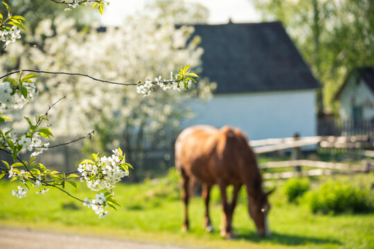 rural landscape. branches of cherry blossoms in the foreground and a blurry image of a rural house and a grazing horse.
Selective focus on flowering tree.