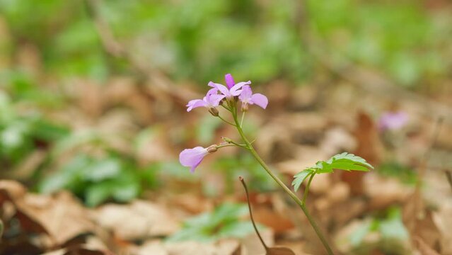 Cardamine - First Spring Forest Flowers. Purple And Lilac Forest Flowers. Beautiful Spring Floral Background.