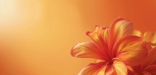 Bold orange flowers against a radiant sunset gradient and space for text.