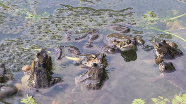 European common frogs (Rana temporaria) push each other around among frogspawn during mating season. Steady shot.