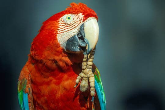 Red Scarlet macaw bird photographed over dark background
