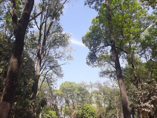 Arbol en la ciudad