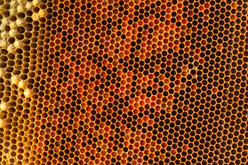 honeycomb frame, revealing the intricate structure of beeswax cells filled with golden honey. beekeeping and healthy lifestyle concept.